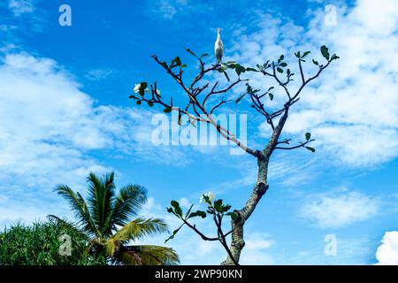 Oiseau héron se trouve sur l'arbre d'agrumes, palmier sur fond de ciel bleu en journée ensoleillée. Sri Lanka. Banque D'Images