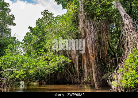 Longues racines de l'arbre banyan et de la mangrove dans la jungle sur la rive de la rivière Bentota Ganga, Sri Lanka. Banque D'Images