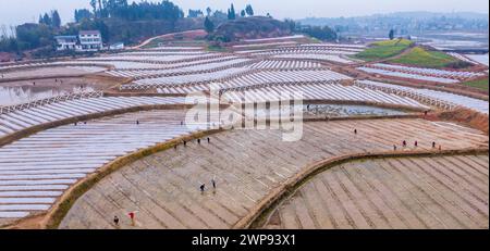 Pékin, Chine. 6 mars 2024. Une photo de drone aérien prise le 6 mars 2024 montre des agriculteurs travaillant dans le champ dans le village de Renhe dans le canton de Guantang, Guang'an, province du Sichuan, au sud-ouest de la Chine. Les agriculteurs de nombreuses régions de Chine sont occupés dans les champs avec le labour printanier, le semis et d'autres activités agricoles. Crédit : Zhou Xiujian/Xinhua/Alamy Live News Banque D'Images