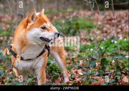 Portrait d'un chien. Un Shiba Inu rouge debout sur la prairie. À l'extérieur. Banque D'Images