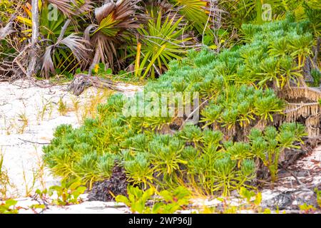 Plage tropicale mexicaine caraïbes nature avec des plantes palmiers et sapins dans la nature de la forêt de jungle avec ciel bleu et sable de plage à Playa del Carmen Banque D'Images