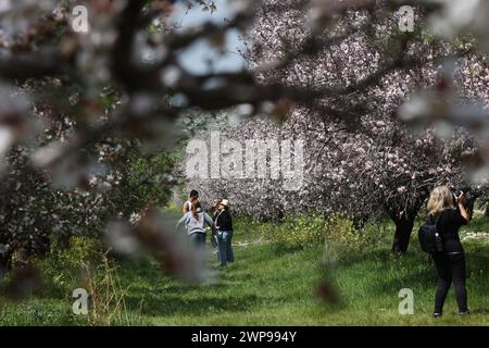 Modiin. 6 mars 2024. Des gens visitent un verger d’amandiers près de la ville israélienne centrale de Modiin le 6 mars 2024. Crédit : Gil Cohen Magen/Xinhua/Alamy Live News Banque D'Images