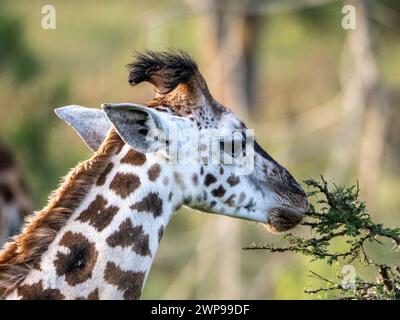 Le visage d'un bébé girafe (Giraffa camelopardalis rothschildi) dans le parc national de Mburo en Ouganda. La girafe a environ 1 mois. Banque D'Images