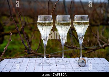 Dégustation de vins de Champagne sur les vignobles de Champagne grand cru près de Verzenay, rangées de vignes, hiver, sans feuilles, vinification en France Banque D'Images