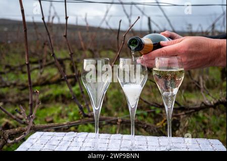 Dégustation de vins de Champagne sur les vignobles de Champagne grand cru près de Verzenay, rangées de vignes, hiver, sans feuilles, vinification en France Banque D'Images