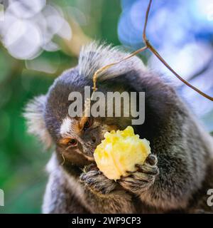 Singe Sagui dans la nature manger un morceau de banane, dans la campagne de São Paulo Brésil. Banque D'Images