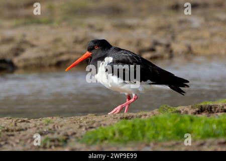 Un Oystercatcher de l'île du Sud ou un Oystercatcher à pied de l'île du Sud (Haematopus finschi) cherche de la nourriture près de l'embouchure de la rivière Tahakopa dans l'océan Pacifique. Banque D'Images