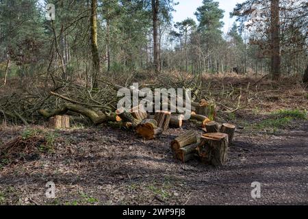 Bois et branches d'abattage d'arbres laissés dans des bois appartenant à Forestry England. Banque D'Images