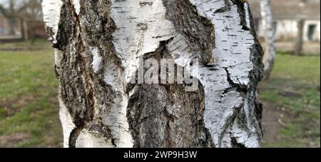 Tronc de bouleau. Gros plan de l'écorce de bouleau. Écorce de bouleau. Aboiement de l'ancien arbre endommagé. Une blessure sur une surface en bois à partir d'une branche cassée. Banque D'Images