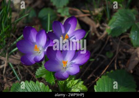 Magnifique crocus violet de printemps dans le jardin, Sofia, Bulgarie Banque D'Images