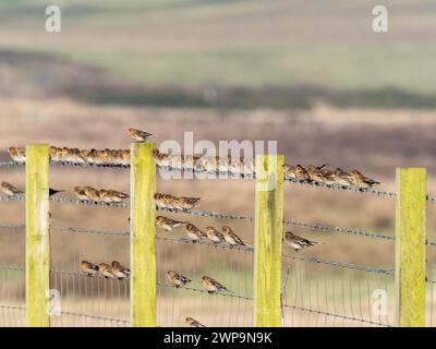 Twite, Linaria flavirostris, sur Islay, Écosse, Royaume-Uni. Banque D'Images