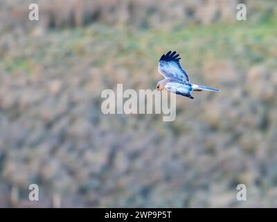 Un mâle Hen Harrier, Circus Cyaneus sur Islay, Écosse, Royaume-Uni. Banque D'Images