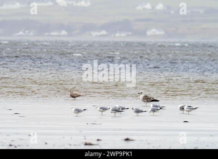 Une mouette glauque, Larus hyperboreus avec mouette commune et une mouette à dos grand noir près de Bowmore sur Islay, Écosse, Royaume-Uni. Banque D'Images