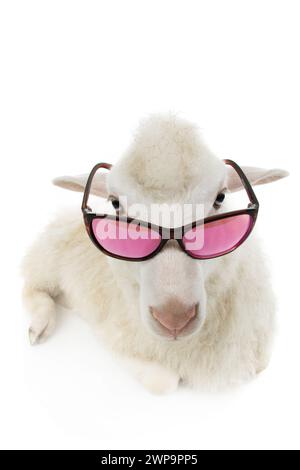 mouton avec des lunettes isolé sur fond blanc Banque D'Images