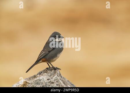Un Diuca-finch perché sur un rocher au sol Banque D'Images