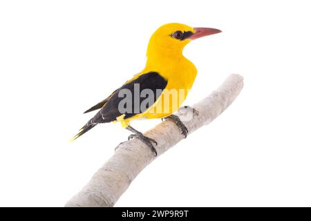 Oriole dorée eurasienne (Oriolus oriolus) isolée sur fond blanc Banque D'Images