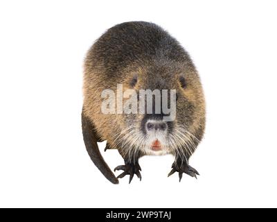 Coypu (Myocastor coypus) aka rat de rivière ou animal mammifère nutria isolé sur fond blanc Banque D'Images