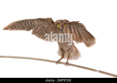 Vol European scops hibou sur fond blanc Banque D'Images