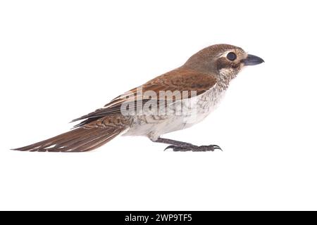 Pis à queue rousse (Lanius isabellinus) isolé sur fond blanc en studio Banque D'Images