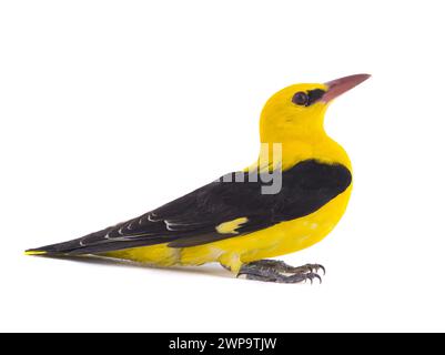 Curieux Oriole doré eurasien (Oriolus oriolus) isolé sur fond blanc Banque D'Images