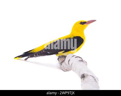 Curieux Oriole doré eurasien (Oriolus oriolus) isolé sur fond blanc Banque D'Images