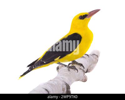 Curieux Oriole doré eurasien (Oriolus oriolus) isolé sur fond blanc Banque D'Images