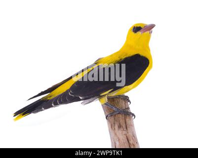 Curieux Oriole doré eurasien (Oriolus oriolus) isolé sur fond blanc Banque D'Images