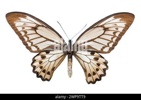 Papillon Ornithoptère croesus lydius f isolé sur fond blanc Banque D'Images