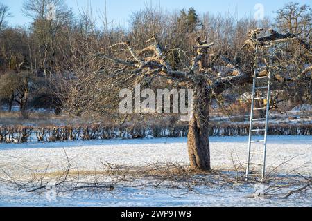 Arbre dans le parc en cours de coupe. Neige et branches au sol. Aucune personne visible. Échelle élevée jusqu'à l'arbre. Banque D'Images