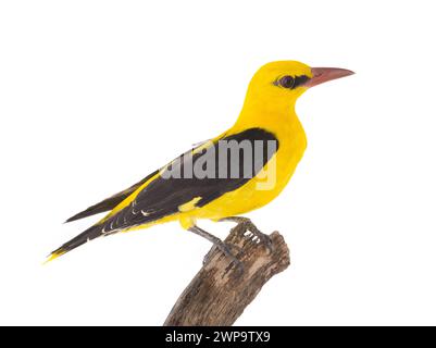 Curieux Oriole doré eurasien (Oriolus oriolus) isolé sur fond blanc Banque D'Images