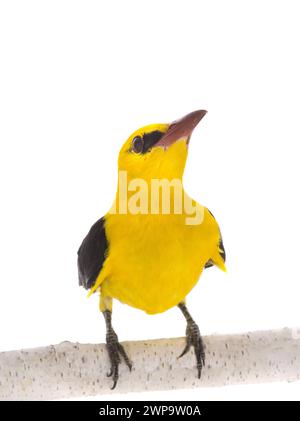 Curieux Oriole doré eurasien (Oriolus oriolus) isolé sur fond blanc Banque D'Images