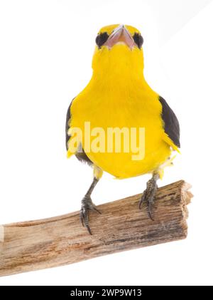 Curieux Oriole doré eurasien (Oriolus oriolus) isolé sur fond blanc Banque D'Images