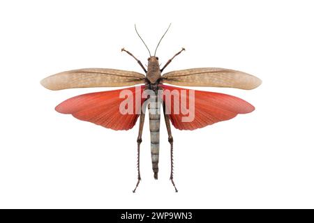 sauterelle tropidacris dux isolé sur fond blanc Banque D'Images