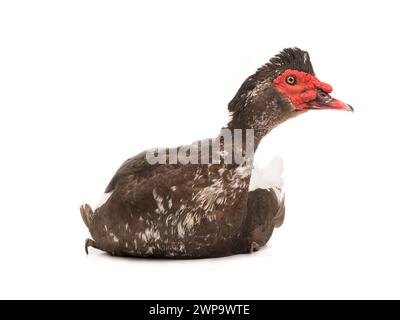 Canard de Barbarie isolé sur fond blanc Banque D'Images