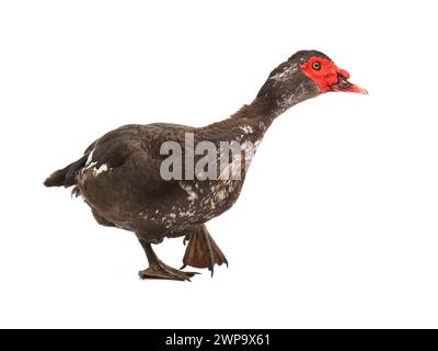 Canard de Barbarie isolé sur fond blanc Banque D'Images