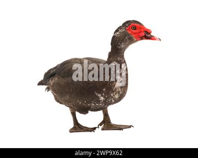 Canard de Barbarie isolé sur fond blanc Banque D'Images