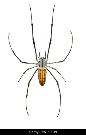 Araignée géante en bois (Nephila maculata) isolée sur fond blanc Banque D'Images
