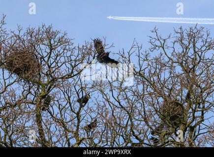 Moira Demesne, Moira, Comté d'Antrim, Irlande du Nord, Royaume-Uni. 06 mars 2024. Météo britannique - une belle journée avec de longues périodes ensoleillées et un ciel bleu clair comme la haute pression dicte le temps. Il fait cependant froid dans la brise de l'est. Le rassemblement de Rooks et la construction de nids comme un jet laisse une traînée à travers le ciel bleu du printemps. Crédit : CAZIMB/Alamy Live News. Banque D'Images