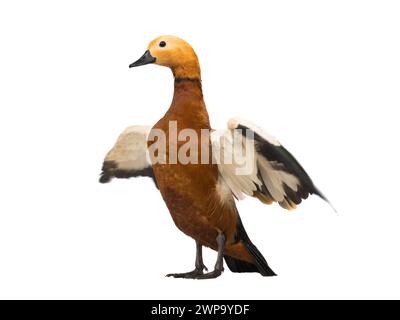 Mâle beau canard rouge vif (Ogar) isolé sur fond blanc (dans la mythologie slave et le bouddhisme, cet oiseau était considéré comme sacré) Banque D'Images