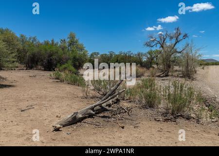 Le lit sec de la rivière Ugab, Damaraland, Namibie Banque D'Images