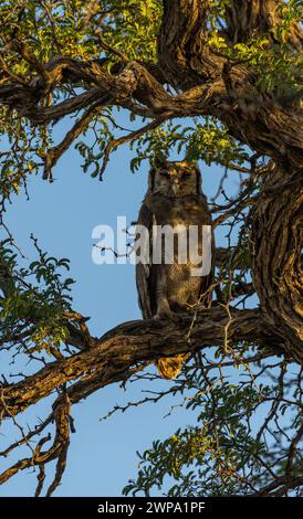 Cape Eagle-Owl sur la branche d'un arbre d'acacia Banque D'Images