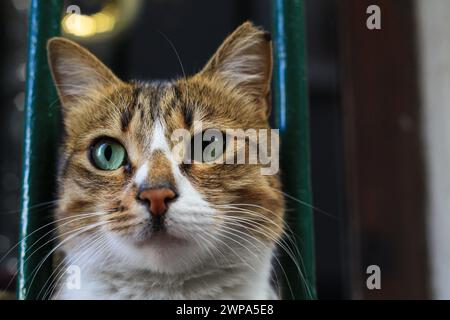 Un chat orange, blanc et noir jetant un coup d'œil depuis le coin de la chaise Banque D'Images