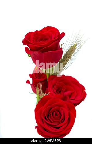 Bouquet de roses rouges avec des oreilles de blé sur fond blanc, Banque D'Images