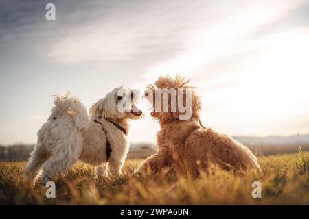 Deux chiens jouant farouchement dans un champ (Maltais et Labradoodle) Banque D'Images