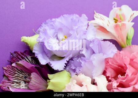 Belles fleurs d'eustoma rose (lisianthus) en pleine floraison avec des feuilles de bourgeons. Bouquet de fleurs sur fond lilas. Banque D'Images