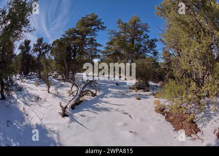 La forêt de Kaibab en hiver près de Waldron Canyon à l'ouest de Hermits repose au Grand Canyon Arizona. Banque D'Images