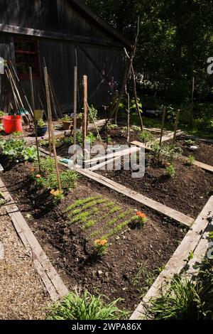 Fleurs encadrées en bois organique et parcelles de potager à côté de la vieille grange en bois dans le jardin rustique de la cour arrière à la fin du printemps. Banque D'Images