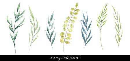 Ensemble d'herbes d'aquarelle. Plantes sauvages des prairies. Herbe abstraite Provence. Illustration dessinée à la main des mauvaises herbes des champs. Clip art pour la décoration, modèle Banque D'Images