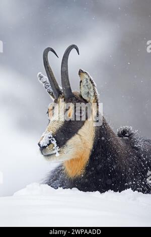 Chamois alpin (Rupicapra rupicapra) gros plan portrait d'un mâle dans la neige pendant les chutes de neige en hiver dans les Alpes européennes Banque D'Images