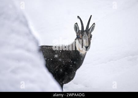 Chamois alpin (Rupicapra rupicapra) gros plan portrait d'un mâle dans la neige pendant les chutes de neige en hiver dans les Alpes européennes Banque D'Images